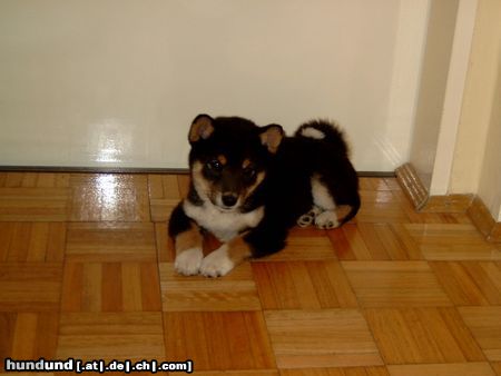 Shiba Hunde Foto 18398 in höherer Auflösung ansehen Shiba Da war ich noch jung!!!