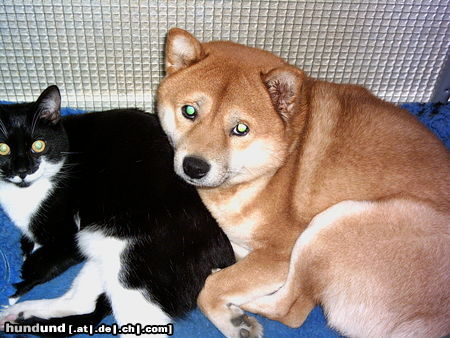 Shiba Hunde Foto 26557 Shiba Zobel mit Kater