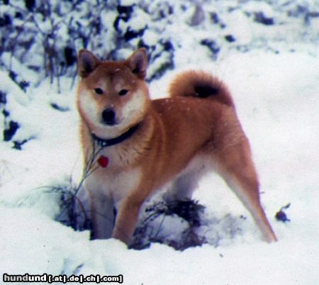 Shiba Hunde Foto 8125 Shiba Iromi of duke´s oak