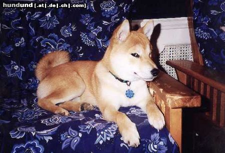Shiba Hunde Foto 2708 Shiba