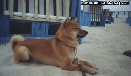 Shiba Hunde Foto 5201 Shiba Shiba am Strand