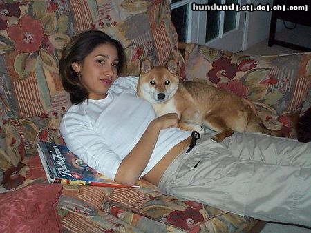 Shiba Hunde Foto 2709 Shiba