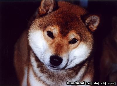 Shiba Hunde Foto 2704 Shiba