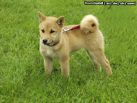 Shiba Unsere süße Shima im Alter von 16 Wochen