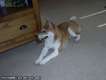 Shiba Hunde Foto 13542 Shiba Das ist Taiko, geboren 24.01.2004, im Alter von 1/2 Jahr. Züchter: Shiba-Inu-Zwinger