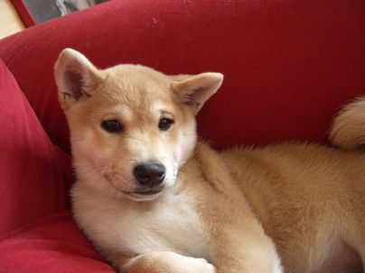 Shiba Hunde Foto 27558 in höherer Auflösung ansehen Shiba Youko