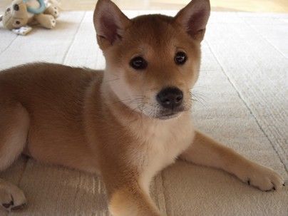Shiba Hunde Foto 27442 in höherer Auflösung ansehen Shiba Youko mit 13 Wochen