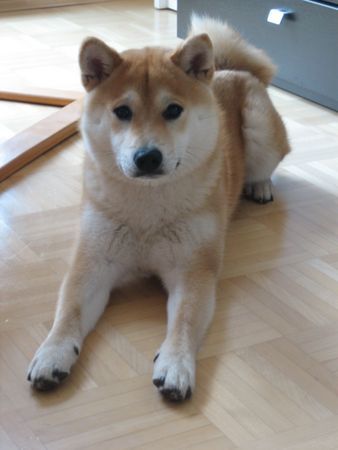 Shiba Youko mit 7 Monaten