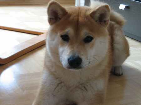 Shiba Youko mit 7 Monaten