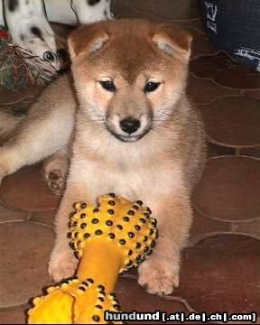 Shiba Hunde Foto 17923 in höherer Auflösung ansehen Shiba Aika mit 8 Wochen