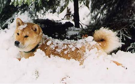 Shiba Hunde Foto 2225 Shiba Ein Nordischer in seinem Element! (Shiba-Rüde Aikan)