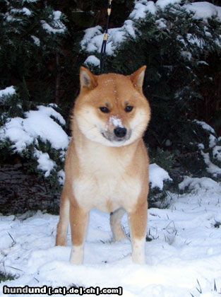 Shiba Hunde Foto 19842 in höherer Auflösung ansehen Shiba Deckrüde -Aldo Sikuze -Internat.Champion