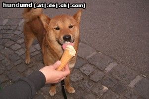 Shiba Hunde Foto 45349 in höherer Auflösung ansehen Shiba Rocky kostet Eis