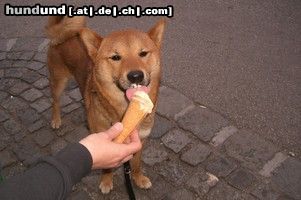 Shiba Rocky kostet Eis