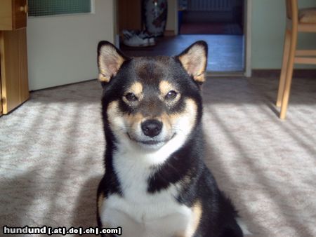 Shiba Hunde Foto 21082 in höherer Auflösung ansehen Shiba Die Sonne ist so schön warm!!!