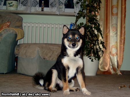 Shiba Hunde Foto 18397 in höherer Auflösung ansehen Shiba Benji