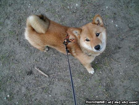 Shiba Hunde Foto 3144 Shiba Miokuru von Medilica