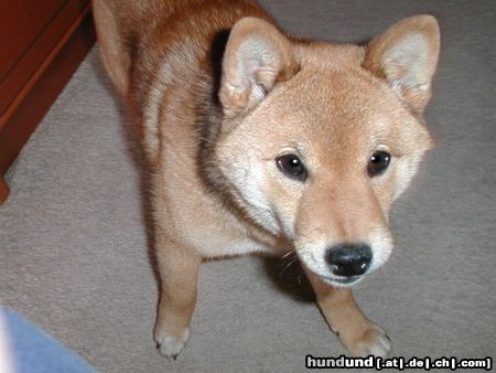 Shiba Hunde Foto 3145 Shiba Miokuru von Medilica