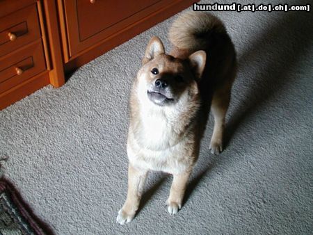 Shiba Hunde Foto 3143 Shiba Miokuru von Medilica