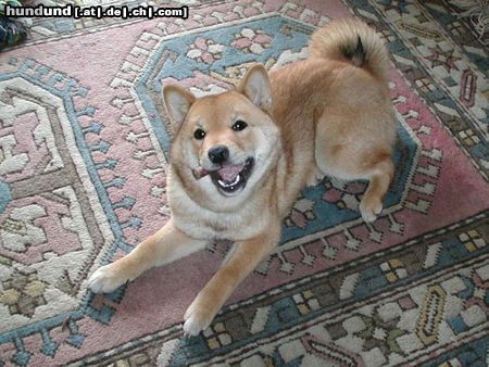 Shiba Hunde Foto 3142 Shiba Miokuru von Medilica