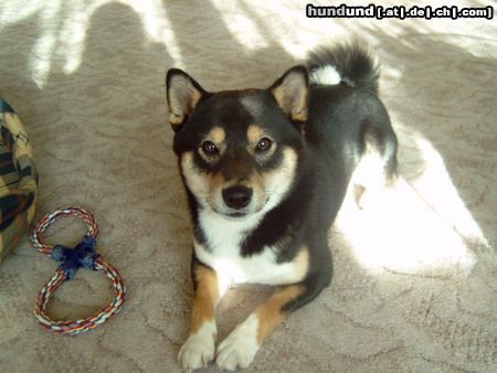 Shiba Hunde Foto 21081 in höherer Auflösung ansehen Shiba Ich bin Benji und wer bist du?!?!