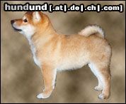 Shiba Hunde Foto 9928 Shiba Mjaerumhogda`s Furyu-Akiaka