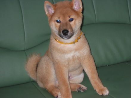 Shiba Hunde Foto 1618 Shiba Shiba Inu 12 Wochen alt