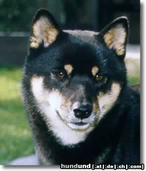 Shiba Hunde Foto 7854 Shiba Holland/Int Campion We-sedso Masamune Keiji Jugend Weltmeister 2002