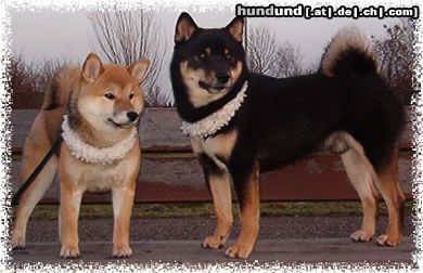 Shiba Hunde Foto 7857 Shiba KuroakaYuukihime und We-sedso Masamune Keiji