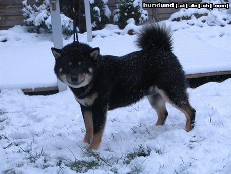 Shiba Hunde Foto 19843 in höherer Auflösung ansehen Shiba Deckrüde-Lord v.Königlichen Spreeufer-Hochprämiert