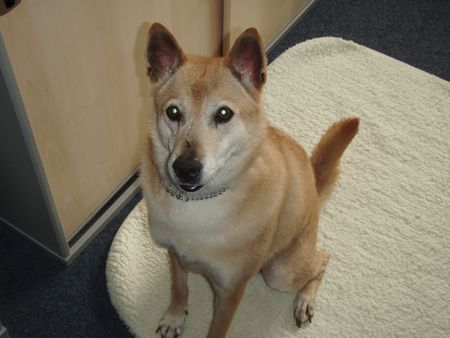 Shiba Hunde Foto 38194 in höherer Auflösung ansehen Shiba Lady