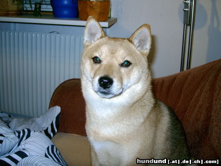 Shiba Hunde Foto 44377 Shiba Kiko