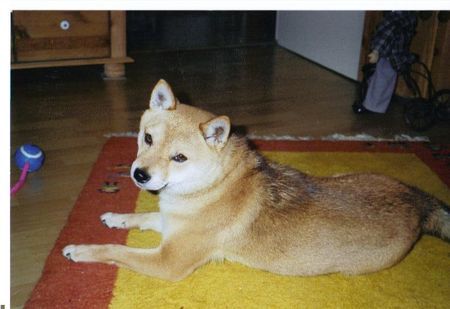 Shiba Hunde Foto 41630 Shiba na ihr