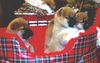 Shiba Foto: Drei meiner süßen Welpen - einfach zum knuddeln (ID 3674) Shiba Hund