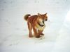 Shiba Foto: Aika (Ika of Moonflower) (ID 18973) Shiba Hund