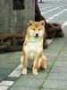 Shiba Foto: unsere kleine Aika mit 6 Monaten in Rotterdam (ID 17922) Shiba Hund
