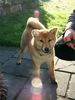 Shiba Foto: Aika mit 6 Monaten nach ERFOLGREICHER Gartenarbeit! (ID 17925) Shiba Hund