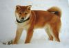 Shiba Foto: Aika (Ika of Moonflower) (ID 18974) Shiba Hund