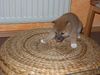 Shiba Foto: unsere Shima (ID 22548) Shiba Hund