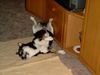Shiba Foto: Schlafposition (ID 20532) Shiba Hund