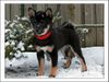 Shiba Foto: Kuromiyoko 11 wochen. (ID 9921) Shiba Hund