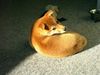 Shiba Foto: Aika (Ika of Moonflower) (ID 18975) Shiba Hund