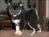 Shiba Foto: Kuromiyoko 7 wochen. (ID 9920) Shiba Hund