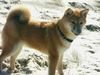 Shiba Hund