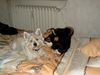 Shiba Foto: Benji und sein bester Freund Charlie (ID 18449) Shiba Hund