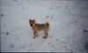 Shiba Foto: Shiba Rüde im Schnee (ID 2253) Shiba Hund