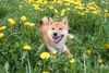 Shiba Hund