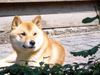 Shiba Foto: Bushido ... Ein Shiba Inu geniesst die Sonne (ID 17620) Shiba Hund