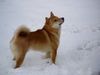 Shiba Foto: Bushido in seinem Element ... Schnee (ID 17617) Shiba Hund