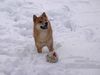 Shiba Foto: Bushido ... Schnee ist einfach toll (ID 17618) Shiba Hund